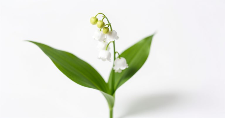 Muguet du 1er mai : la jolie fleur blanche qui cache un redoutable poison