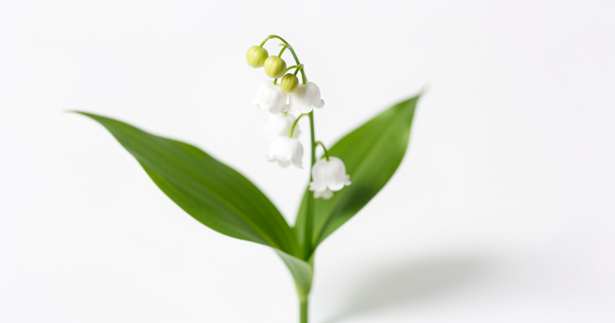 Muguet du 1er mai : la jolie fleur blanche qui cache un redoutable poison